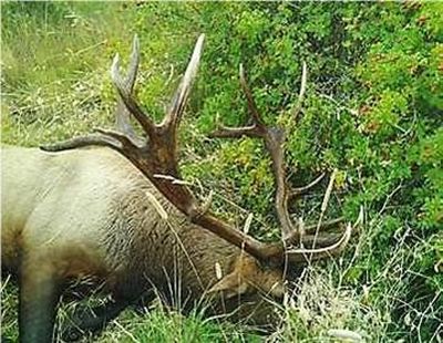 This 8x8 bull elk was killed on private land signed up in the Feel Free To Hunt Program in September 2013 by a permit-holding hunter.  The land is in the Blue Creek Unit of the Blue Mountains.

 (Washington Fish and Wildlife Department)