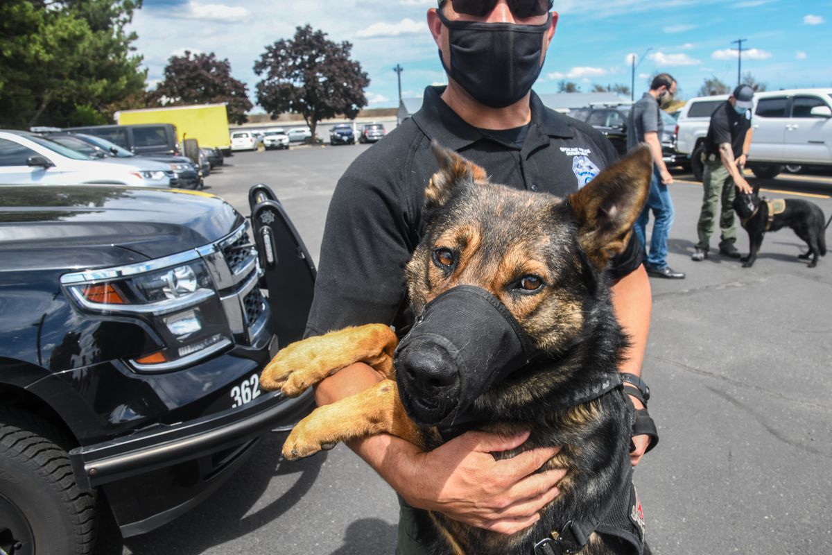 Spokane Police Officer Paul Buchmann and K-9 Trace await questions after a press gathering highlighting the use of police dogs in de-escalating situations, Thursday, July 9, 2020, at the Spokane Police Academy.  (DAN PELLE/THE SPOKESMAN-REVIEW)