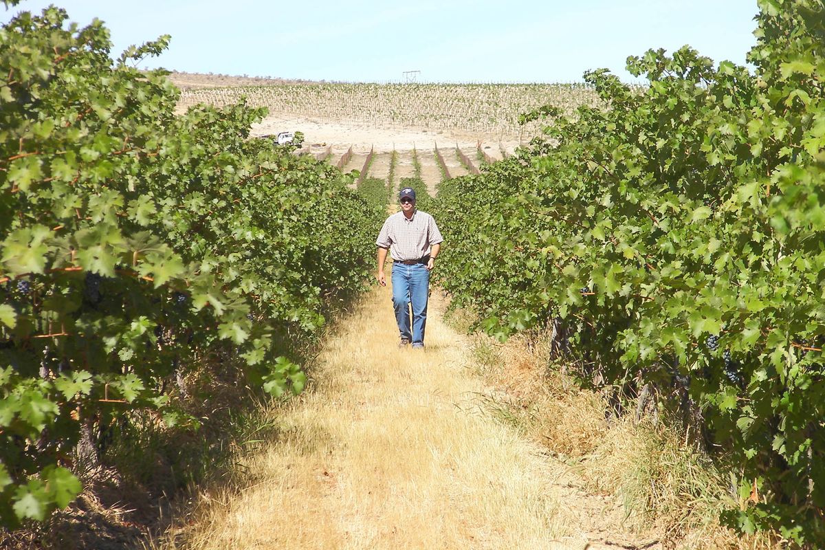 Bob Bertheau, head winemaker for Chateau Ste. Michelle, walks through Cold Creek Vineyard to check grapes during harvest. (Photo by Andy Perdue)