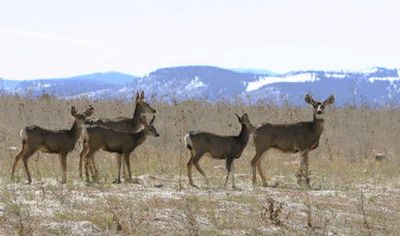 
A herd of deer pause from grazing at the former Rocky Flats Nuclear Weapons plant near Golden, Colo., on Thursday. After a $7 billion, 10-year cleanup project, parts of the site will be open to the public as a wildlife refuge. 
 (Associated Press / The Spokesman-Review)
