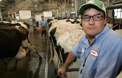 
Dino Giacomazzi watches milking production in his barn in Hanford, Calif. Agriculture officials have predicted that the triple digit heat wave which recently rolled through Calif. will eventually have customers paying for the blow to the state's $33 billion agricuture industry. 
 (Associated Press / The Spokesman-Review)