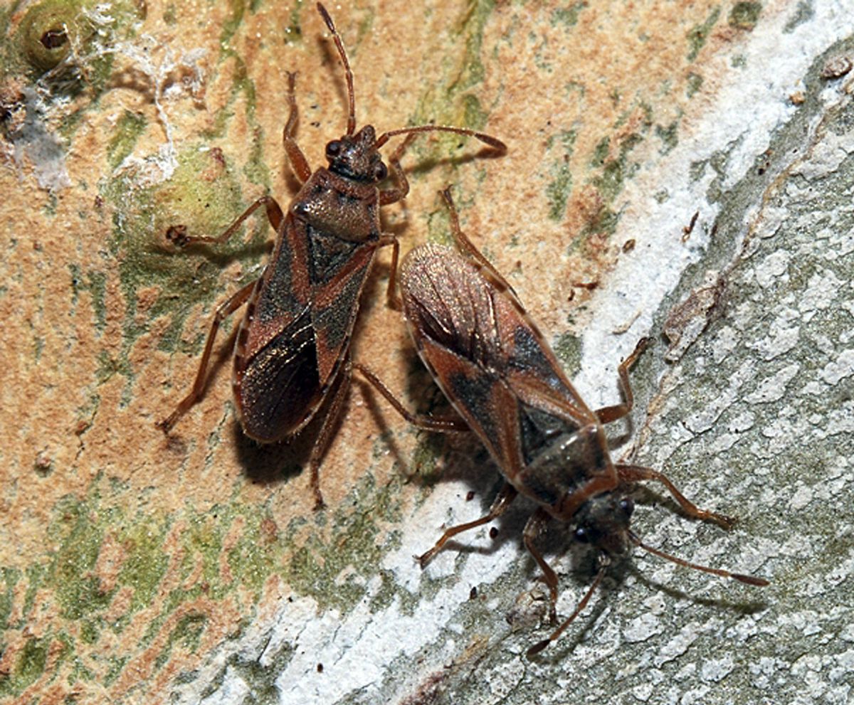 Imported elm seed bug found in southwest Idaho | The Spokesman-Review