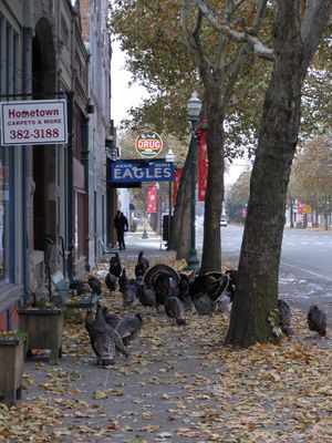 Wild turkeys in downtown Dayton, Wash., in November 2014. (Jerry Dedloff / Washington Department of Fish and Wildlife)