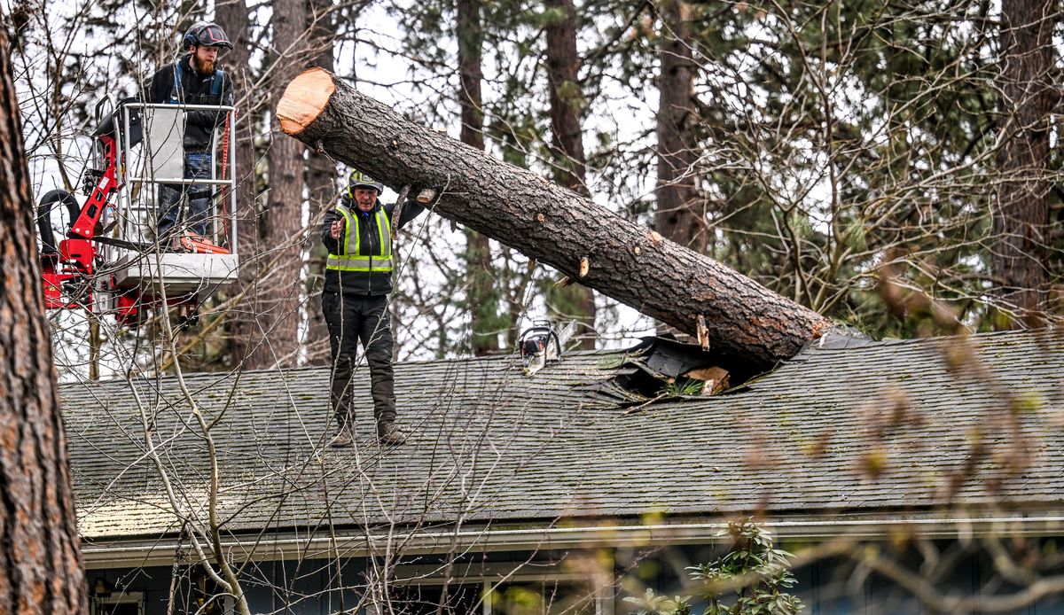 A crew from All Seasons Tree Service works to remove a tree from the roof of a home Thursday on Pineville Drive in Post Falls.  (Kathy Plonka/The Spokesman-Revie)