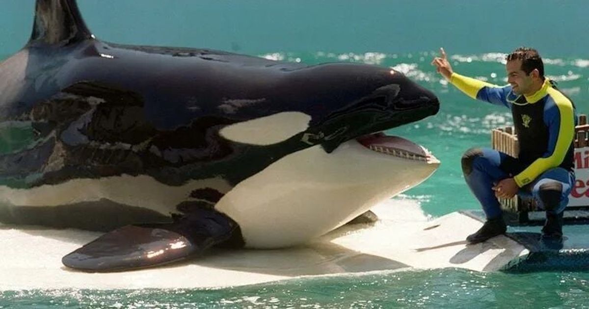 Lolita the orca dies in captivity before return to the PNW | The ...