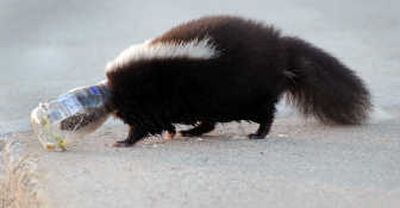 
A skunk, with a glass T. Marzetti salad dressing jar stuck on its head, walks along the sidewalk Thursday  in Carrollton, Mich.Associated Press
 (Associated Press / The Spokesman-Review)