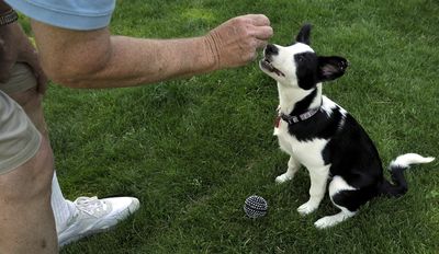Carl Gidlund plays with his dog, Sadie, at their home on  June 5. The border collie puppy is 4 months old.kathypl@spokesman.com (Kathy Plonka / The Spokesman-Review)