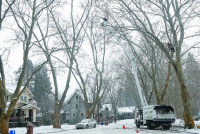 
Arborists from Inland Northwest Plant Health Care prune trees in the neighborhood in the 600 block of West 20th Avenue two weeks ago. 
 (HOLLY PICKETT The Spokesman-Revioew / The Spokesman-Review)