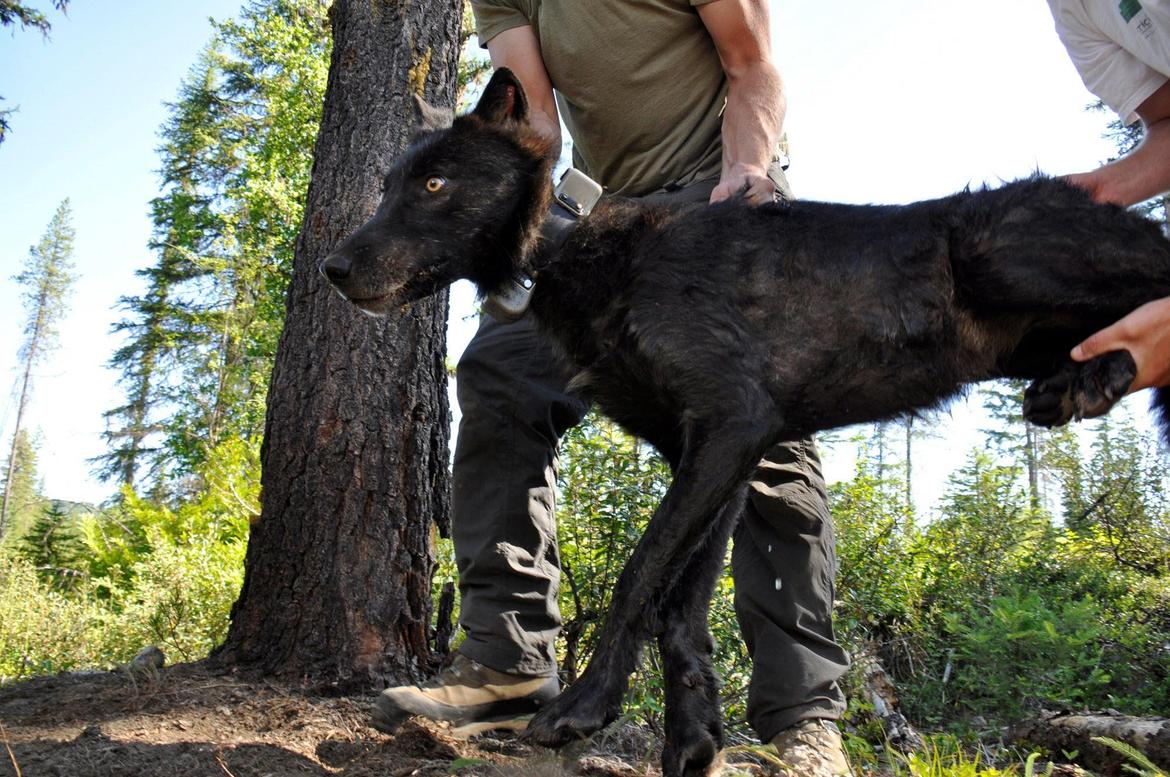 Cattlemen association in Stevens County urges residents to report wolf ...