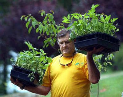 
Landscaper Michael Nadeau carries plants for a garden his company is creating at a home in Southport, Conn., to help stabilize a slope. 
 (KRT / The Spokesman-Review)