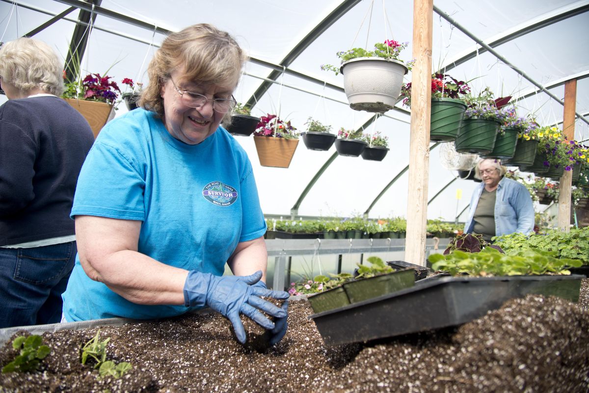 Carol Sorkness, left, of the Associated Garden Clubs of Spokane transplants geraniums from pony packs to four-inch pots in preparation for the annual sale April 30 and May 1 at Manito Park. Photographed Thursday, April 21, 2016 at Manito Park. (Jesse Tinsley / The Spokesman-Review)