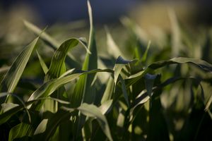 Biotech’s latest unicorn uses AI to mine nature’s medicine chest - Sat, 06 Sep 2025 PST