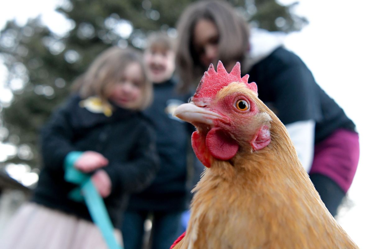 One of  Makaya Judge’s chickens sizes things up while on patrol in their neighborhood in the South Perry District on Monday, Jan. 14, 2019. Spokane COPS have started a Paws on Patrol program, and the Judge family joined the cause with their chickens. (Tyler Tjomsland / The Spokesman-Review)
