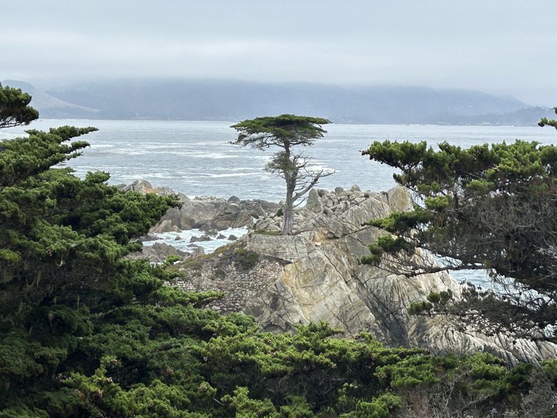 Even in muted sunlight, the Pebble Beach Lone Cypress is an awesome sight. (Dan Webster)