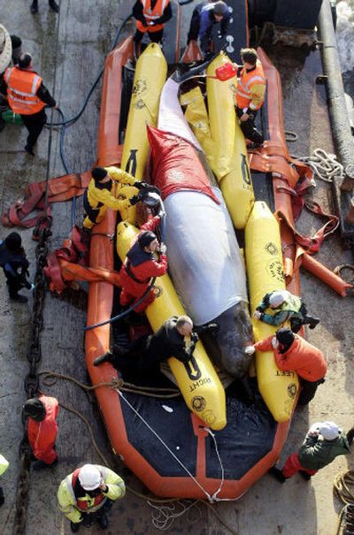 
Rescuers pour water over a bottlenose whale after it was lifted from the Thames River to a barge in London Saturday. The whale died before the barge could reach open sea. 
 (Associated Press / The Spokesman-Review)