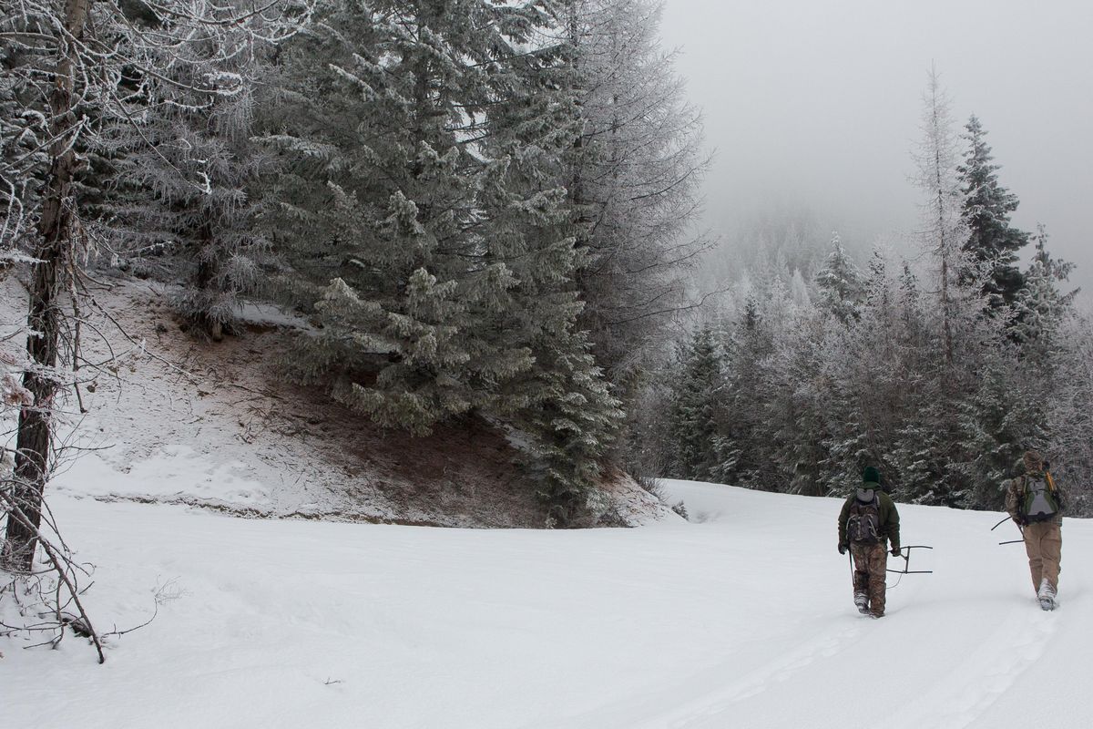 Wildlife biologist Jared Oyster and technician Seth Boogaard trudge through snow near Winchester Peak while searching for a collared moose. Eli Francovich/THE SPOKESMAN REVIEW (Eli Francovich / The Spokesman-Review)