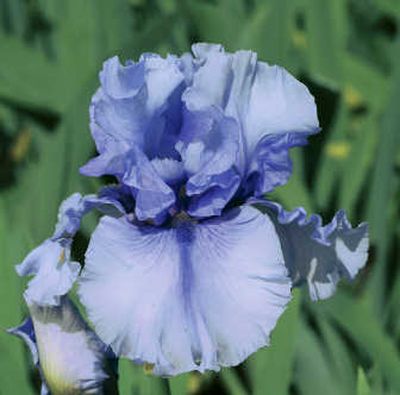 
Jordan's Joy is a new variety of iris developed by Schreiner's Iris Garden.
 (Courtesy of Schreiner's Iris Garden / The Spokesman-Review)