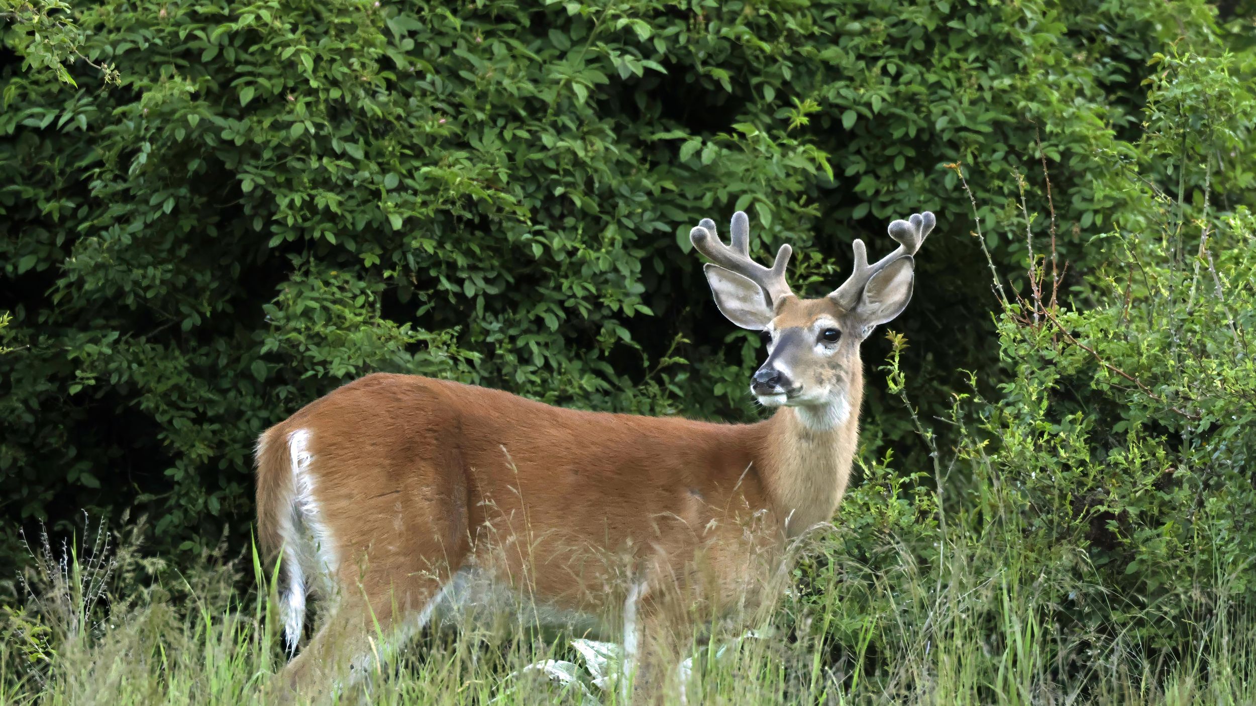 Outdoors | The Spokesman-Review