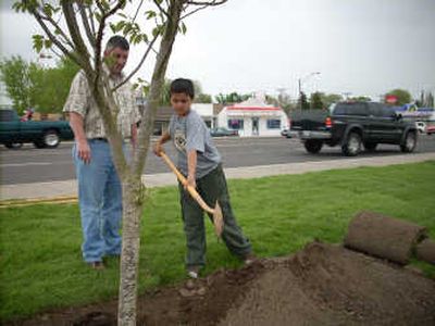 Airway Heights Mayor Matthew Pederson watches Devin Nguyen help plant the last tree at the landscaping project along  U.S. Highway 2. 
 (Lisa Leinberger / The Spokesman-Review)