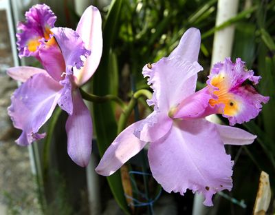 Mary Bell, orchid enthusiast, grows more than 500 varieties of orchids at her greenhouse in Coventry Township, Ohio. This is a pink cattleya orchid.