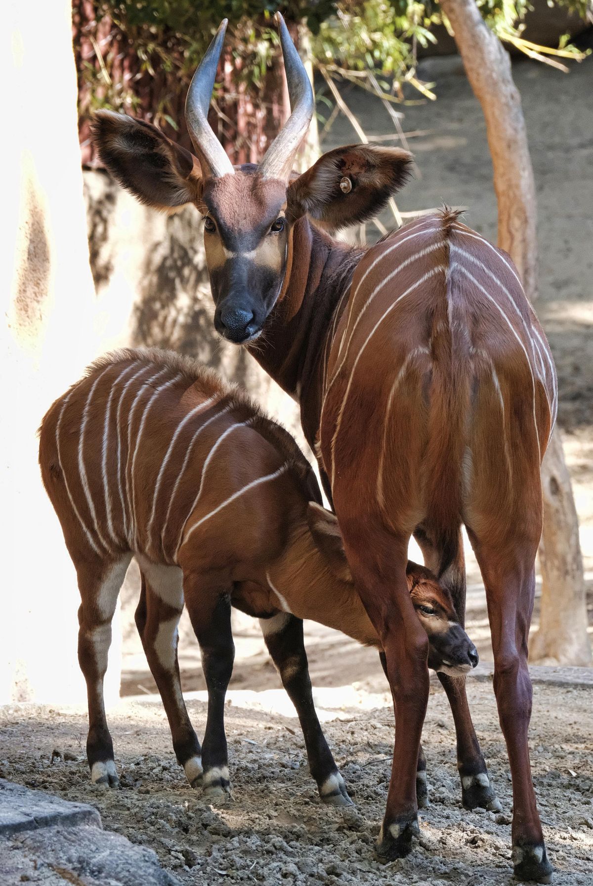 A male, Eastern bongo calf feeds from his mother on the day of his debut at the Los Angeles Zoo on Thursday, Feb. 23, 2107. The unnamed male a type of antelope found in Kenya, was born at the zoo on Jan. 20. It spent time bonding with its mother behind the scenes before being introduced to the public on Thursday. (Richard Vogel / Associated Press)