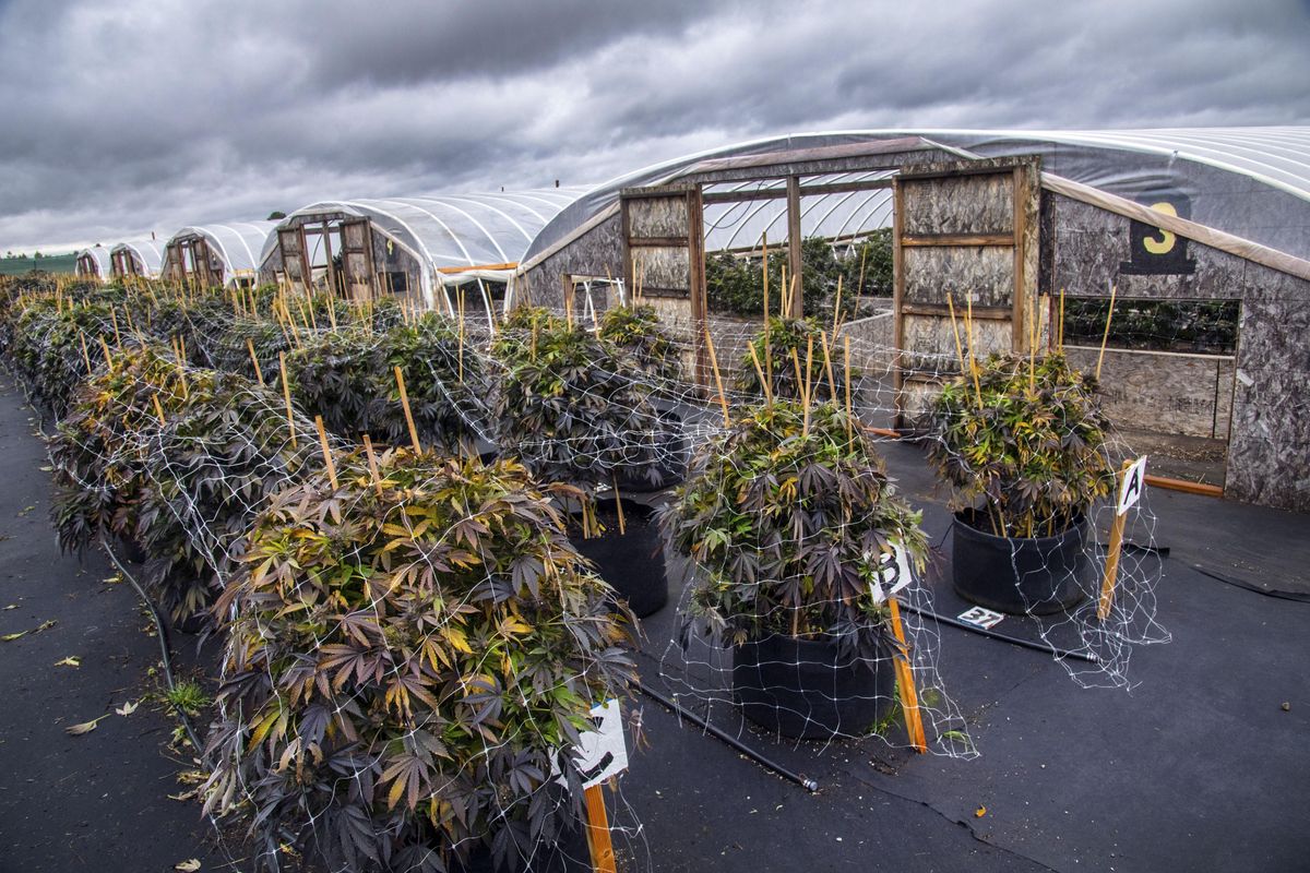 Harvested marijuana plants, called Blackberry, outside the greenhouses at a pot farm near Spangle, Wash. (Dan Pelle / The Spokesman-Review)