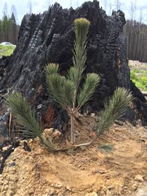 Seedlings are being planted in Colville National Forest areas burned in 2015 wildfires. (Mackenzie Wilson / U.S. Forest Service)