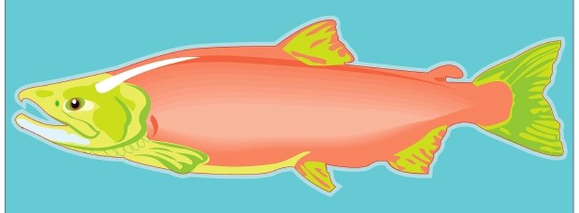 salmon artwork (Courtesy photo)