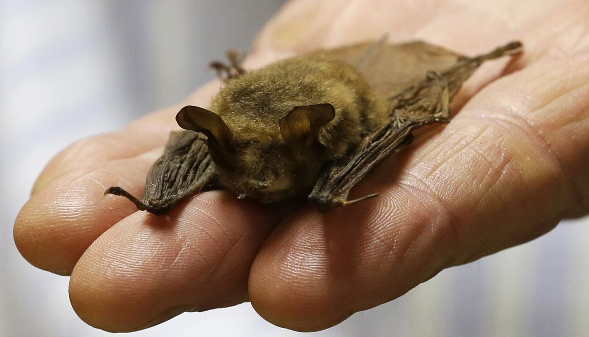 FILE — In this Feb. 8, 2017 file photo, a northern long-eared bat is held at the Cleveland Museum of Natural History, in Cleveland. Tree-cutting on a key stretch of a power line in western Maine is going to stop almost as soon as it started to protect the newly born young of the federally protected bat. A federal appeals court last week gave the green light for construction on a 53-mile segment of the New England Clean Energy Connect, but construction will have to stop in June and July to protect the northern long-eared bat, which has been hard-hit by so-called white nose syndrome.  (Tony Dejak)