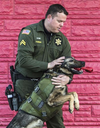 Spokane County Sheriffs Cpl. Jeff Thurman and his K-9 Laslo, Feb. 24, 2017, in Spokane Valley, Wash. The dog is retiring after 4 years of service. Dan Pelle/THE SPOKESMAN-REVIEW (Dan Pelle / The Spokesman-Review)