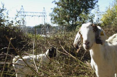 
In an attempt to clear brush and blackberry bushes from around one of its substations, Seattle City Light contracted with Healing Hooves to bring in a herd of goats to strip the leaves and shoots off plants.
 (Seattle Times / The Spokesman-Review)