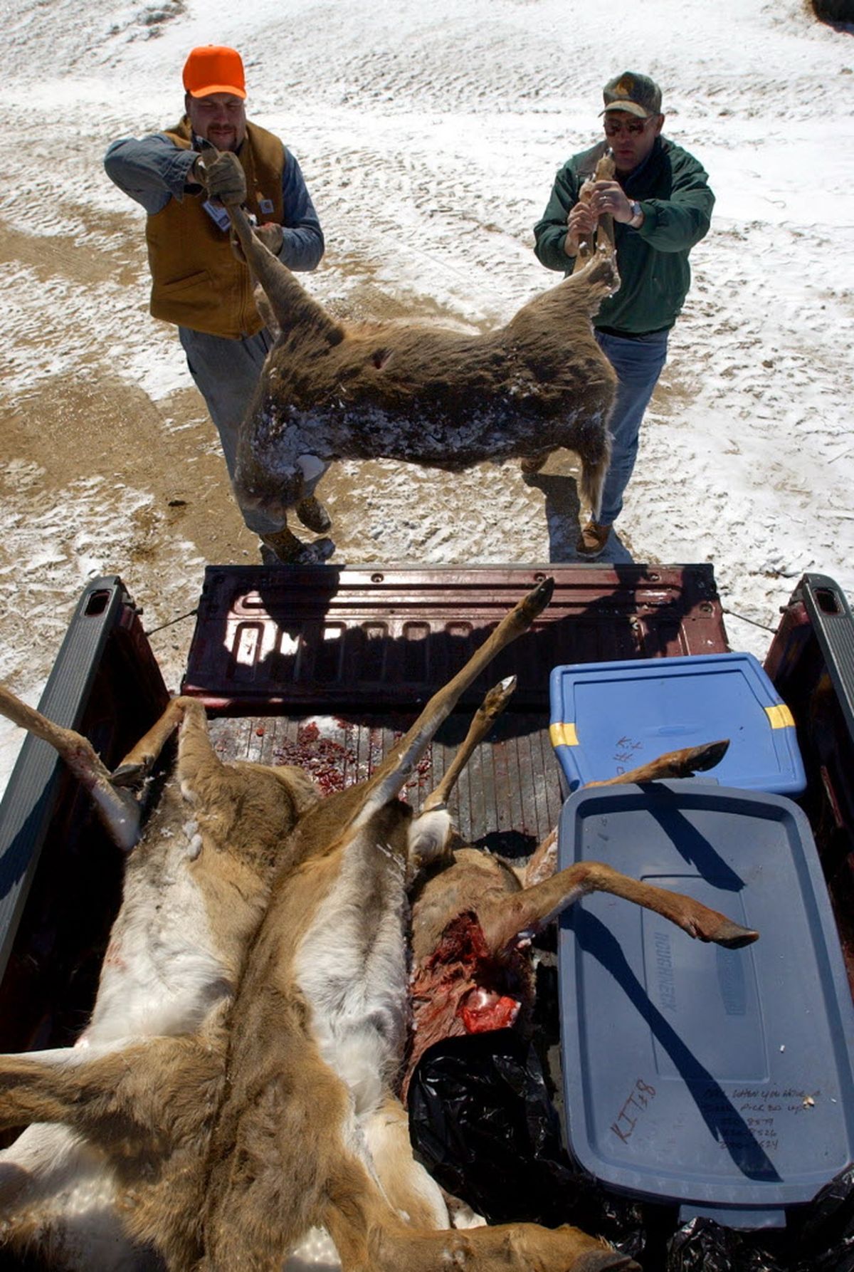 Wisconsin Department of Natural Resources workers load up a deer carcass destined for a landfill near Black Earth, Wis., after the state ordered a special deer hunt in March 2002 to determine how extensive chronic wasting disease was affecting deer in the state. More than a decade later, the disease continues to spread and infect more of the state