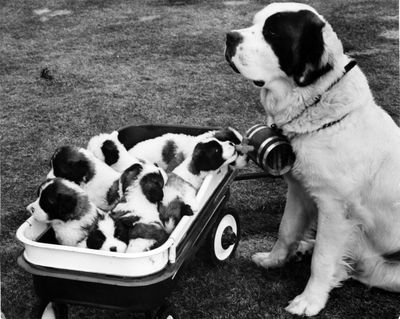 Mamma appears to reflect the attitude of quiet resignation while managing her litter of ten St. Bernard pups, especially the inquisitive offspring bent on nuzzling the tradition keg she carries. The pups are new members of the family of Airman 1st Class E.J. Marstson, a Geiger Field fireman. The pups were born Feb. 18, 1966 to Brenna of Dolomont, and English import. (Frank Parker / Photo Archive/ Spokesman Review)