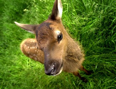 A baby elk calf in search of his bottle noses up to a visitor Friday, June 23, 2000 at Mary Vanderbilt's home near Hayden Lake. (Jesse Tinsley / The Spokesman-Review)