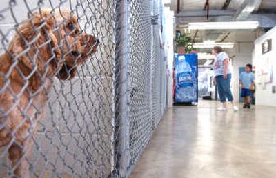 
A dog watches as people check out other pets at SCRAPS on Thursday. SCRAPS could soon become the county's lead animal control agency. 
 (Joe Barrentine / The Spokesman-Review)