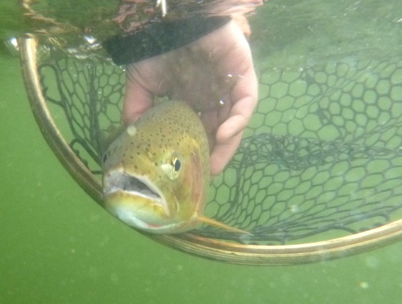 A 19-inch cutthroat is released back into the Clark Fork River near Missoula. (Rich Landers)