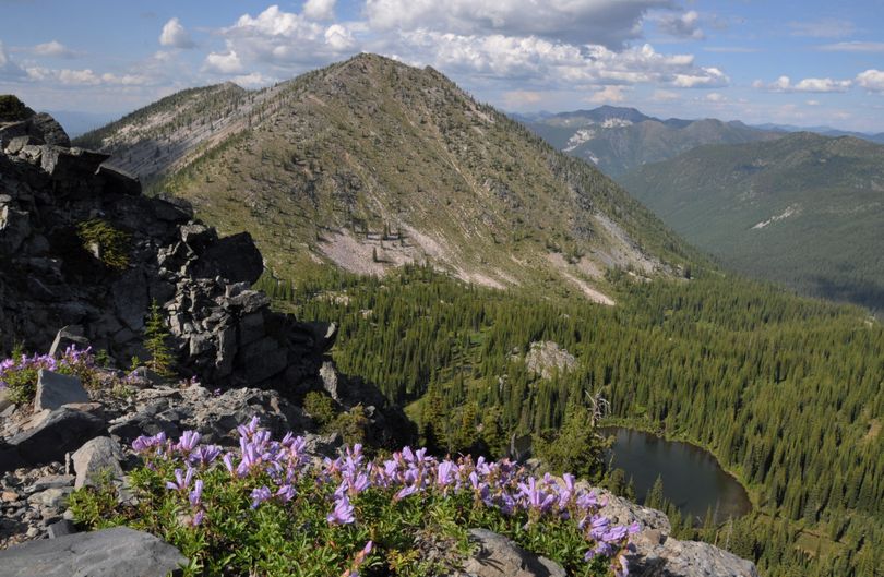 Penstamen blooms on the rocks on a ridge in the Salmo-Priest Wilderness overlooking Watch Lake and Gypsy Peak, the highest mountain in Eastern Washington. (Rich Landers)