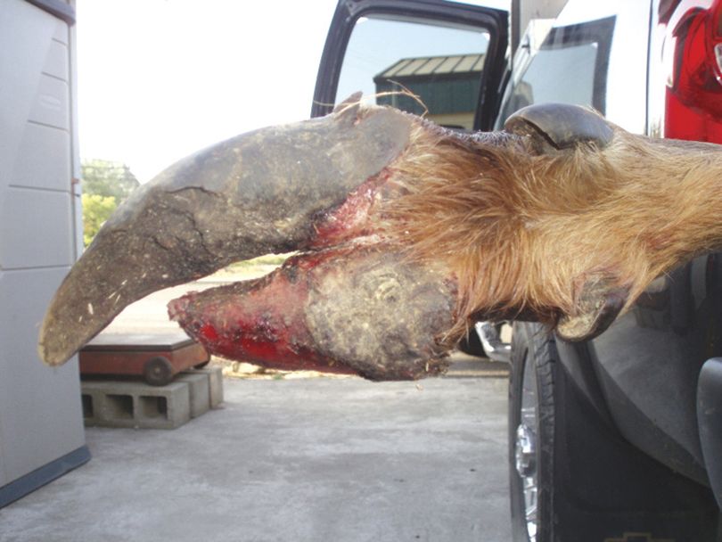 An elk shot during a hunting season near Vader, Wash., had hoof rot.