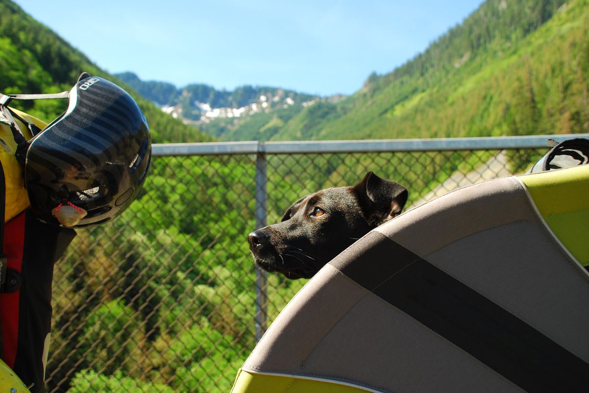 Tiva the rescue dog pokes her head out of her bike carrier on the John Wayne Trail, an undeveloped rail trail across Eastern Washington. (Photo by Willie Weir)