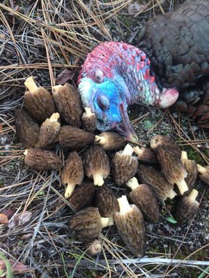 An opening-day tom turkey and a bag full of morels: spring is here for Spokane-area hunter and fly-fishing guide G.L. Britton. (Courtesy)