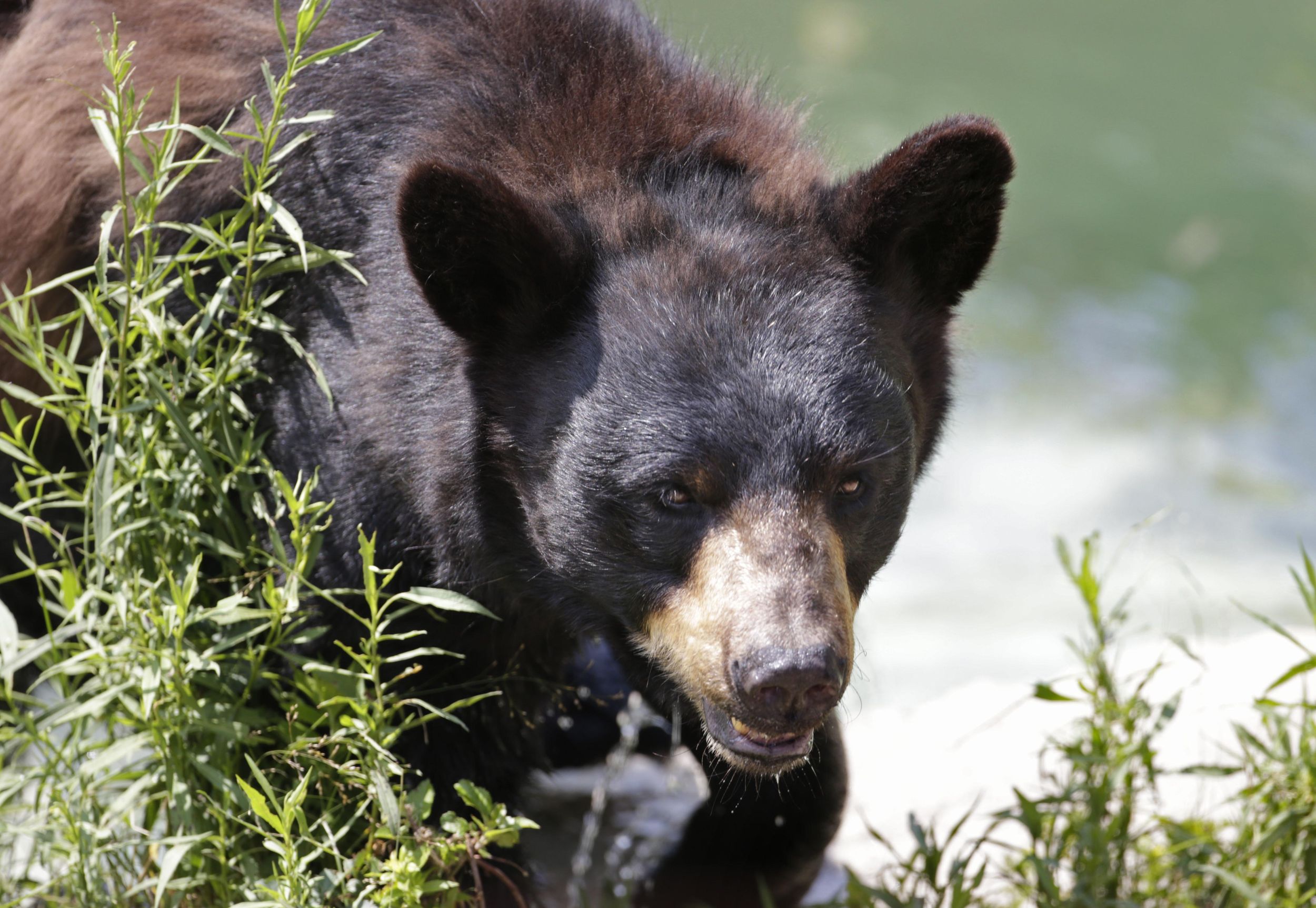 Priest Lake black bear attacked woman, dogs with no warning | The