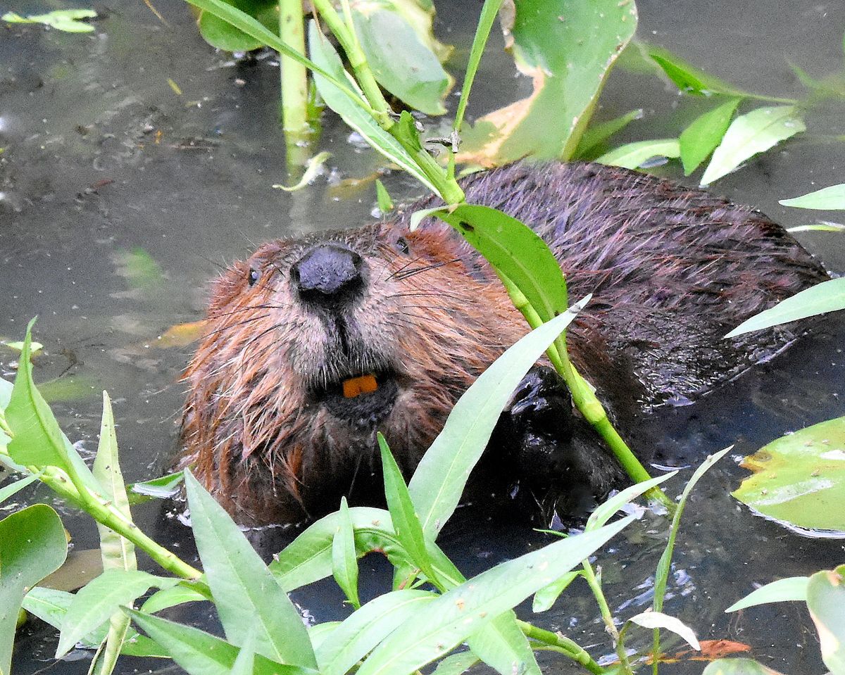 A beaver in Arlington, Virginia, shows off its teeth, which are orange because of a strengthening layer of iron-rich enamel.  (Ann Cameron Siegal/For Washington Post)