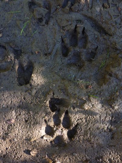 Gray wolf tracks. (Rich Landers)