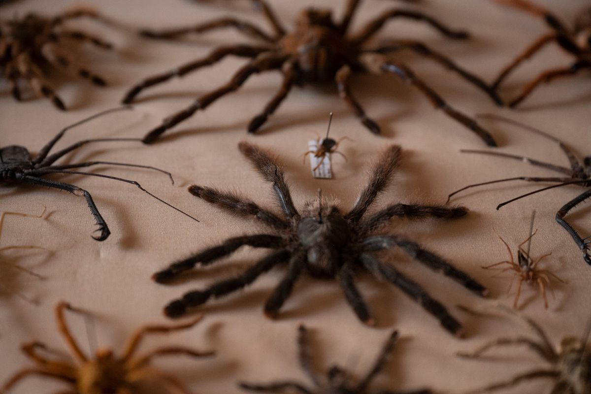 Doug Beernink, photographed Dec. 21, has had a fascination with moths and butterflies and many other types of insects since he was a child. He has filled his north Spokane home with displays of moths and butterflies as well as many types of spiders, including tarantulas, shown below. Beernink worked at Northwest Seed &amp; Pet, where a customer gave him the pet tarantula after it died and he preserved it for his collection.  (Jesse Tinsley/THE SPOKESMAN-REVI)