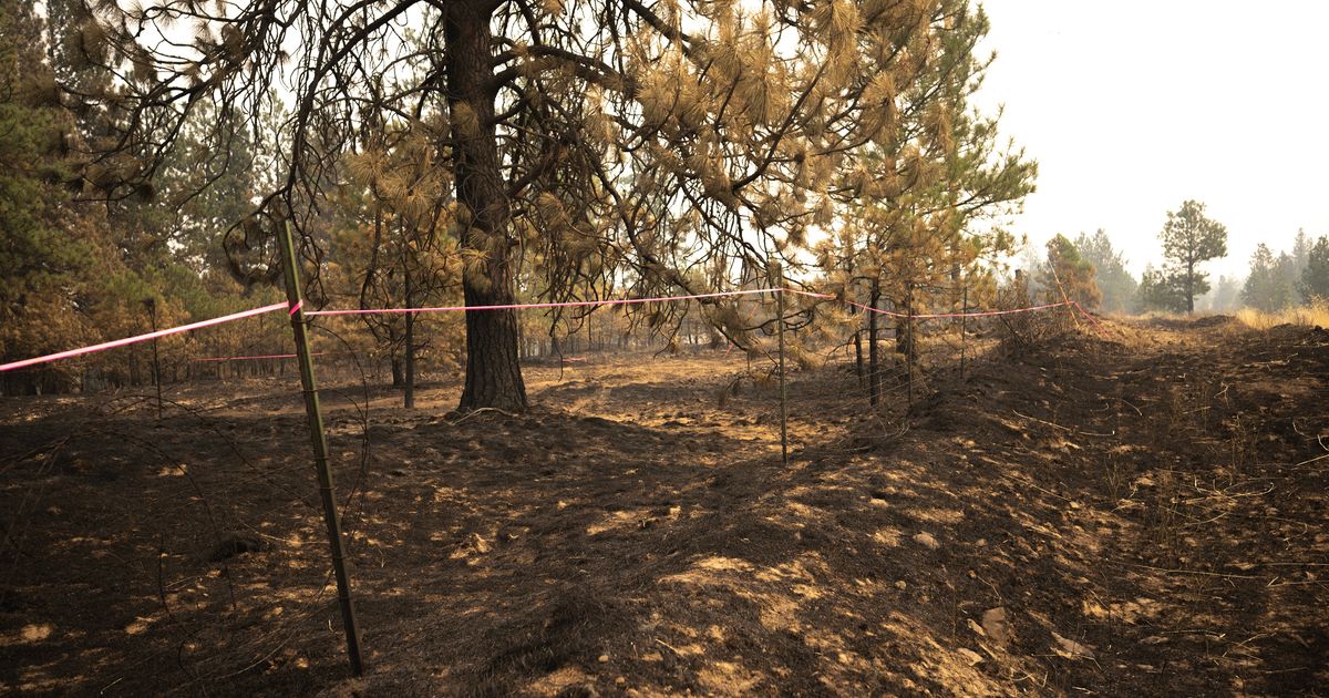 Photo: The Spokesman-Review Aaron Farinacci Arrested for First-Degree Arson in Old Trails Fire