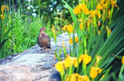 
A ruffed grouse strolls on a log along the Little Spokane River during the annual early-June bloom of feral iris that has spread along much of the 45-mile-long river since the ornamental plant escaped from homeowner landscaping decades ago. 
 (Rich Landers / The Spokesman-Review)