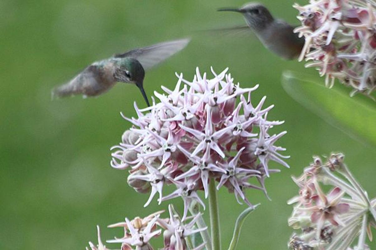Baby calliope hummingbirds drink milkweed nectar. For the backyard birder, calliope hummingbirds provide endless entertainment. (Kim Thorburn / COURTESY)