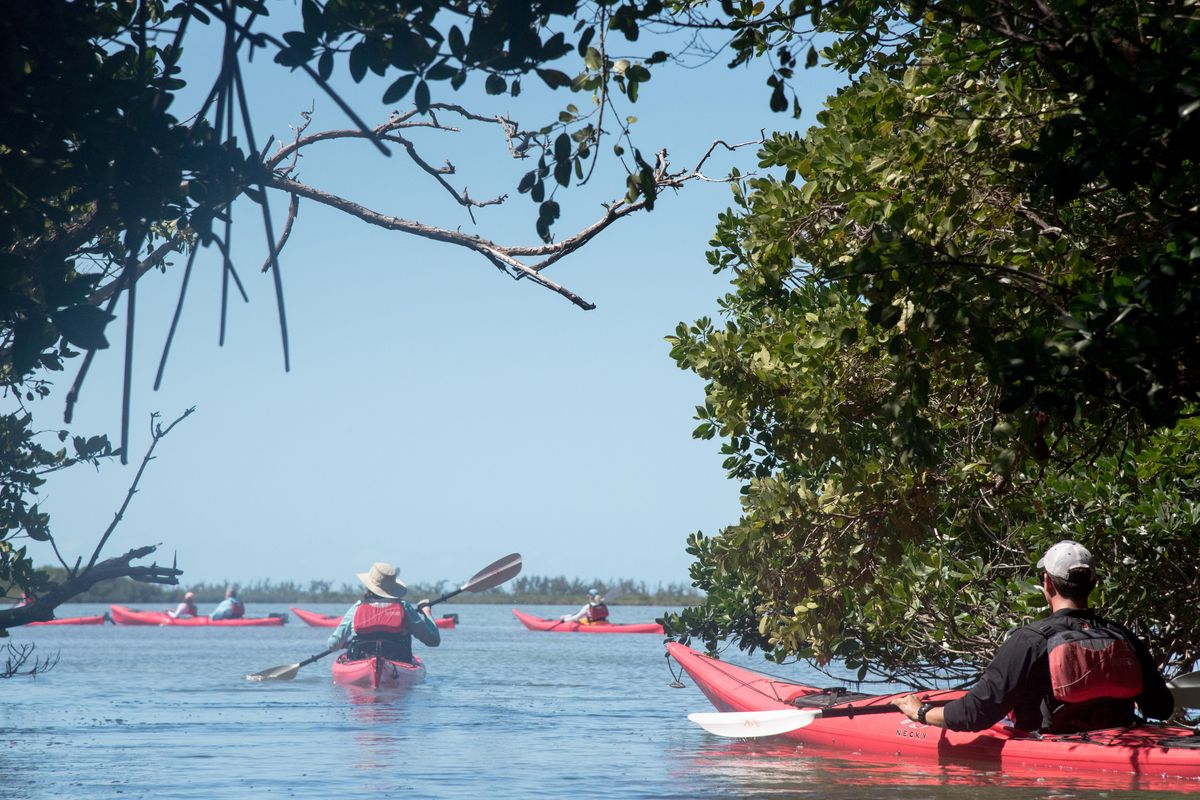 Kayakers with ROW Adventures exit a red mangrove grove in Las Salinas, a national park in Cuba, one of 14 national parks in the small island nation. (Eli Francovich / The Spokesman-Review)