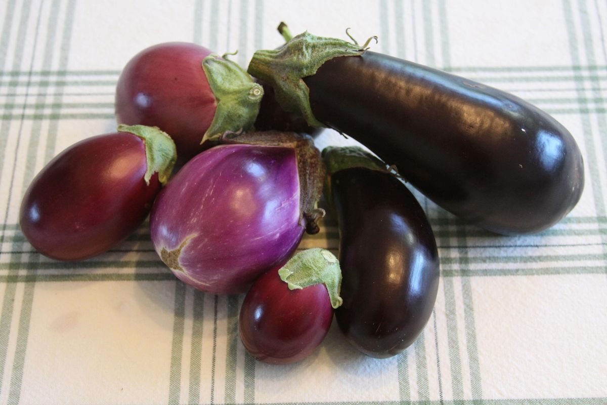 Look for eggplants with glossy skin. That’s how you know they’re ready for harvest. (SUSAN MULVIHILL/SPECIAL TO THE SPOKESMAN-REVIEW)