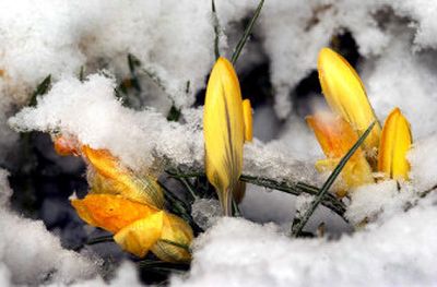 
Crocus flowers don't let a little snow keep them down.
 (The Spokesman-Review)
